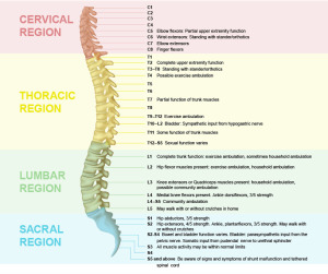 SPINE4